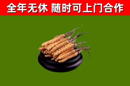 舟曲县回收冬虫夏草
