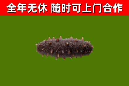 舟曲县回收海参干